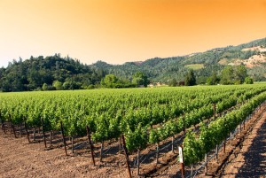 Sunset in California vineyards