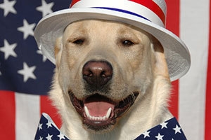 Protect Your Pets on the 4th of July!