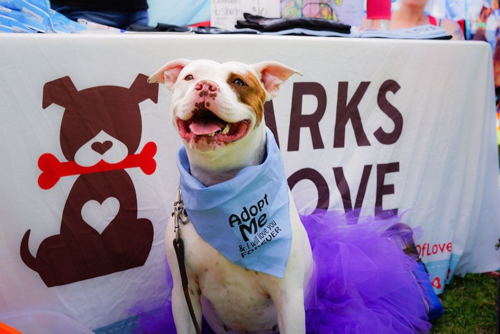 Barks of Love Bark Bash event fundraises to help abandoned dogs find their forever homes