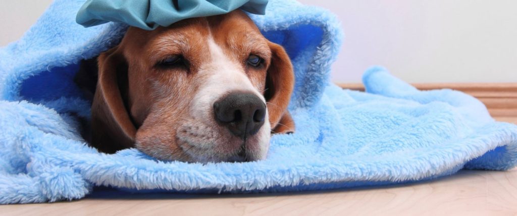 How to Protect Your Dogs From this Year’s Dog Flu Outbreak