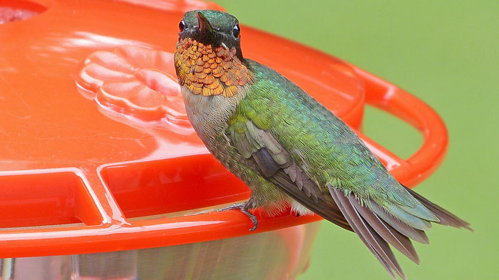 Save our Loved Hummingbirds! Is it the red dye?