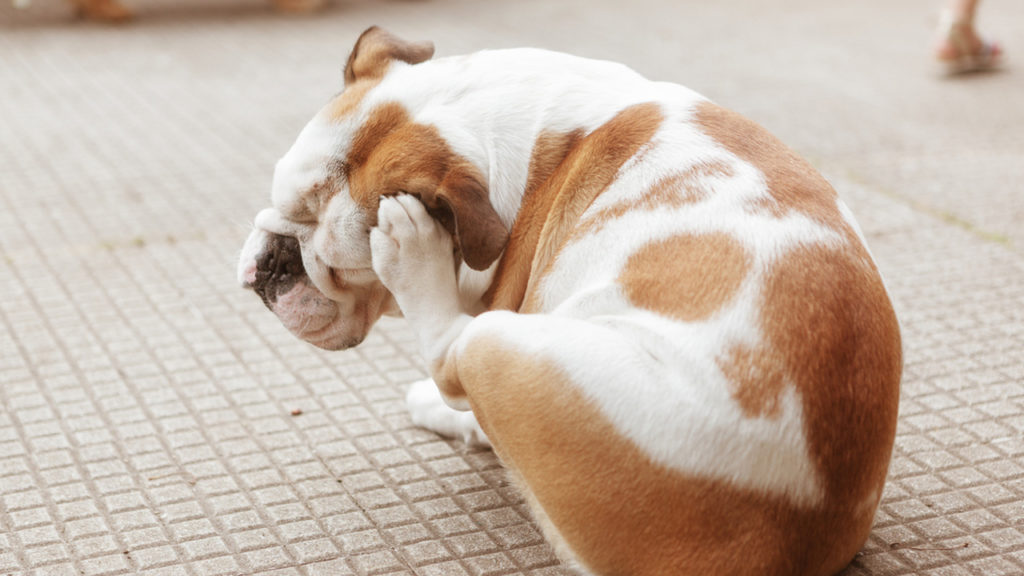 Could Your Dogs Scratching Be More Than Just An Itch? Kate Walsh has the Answer.