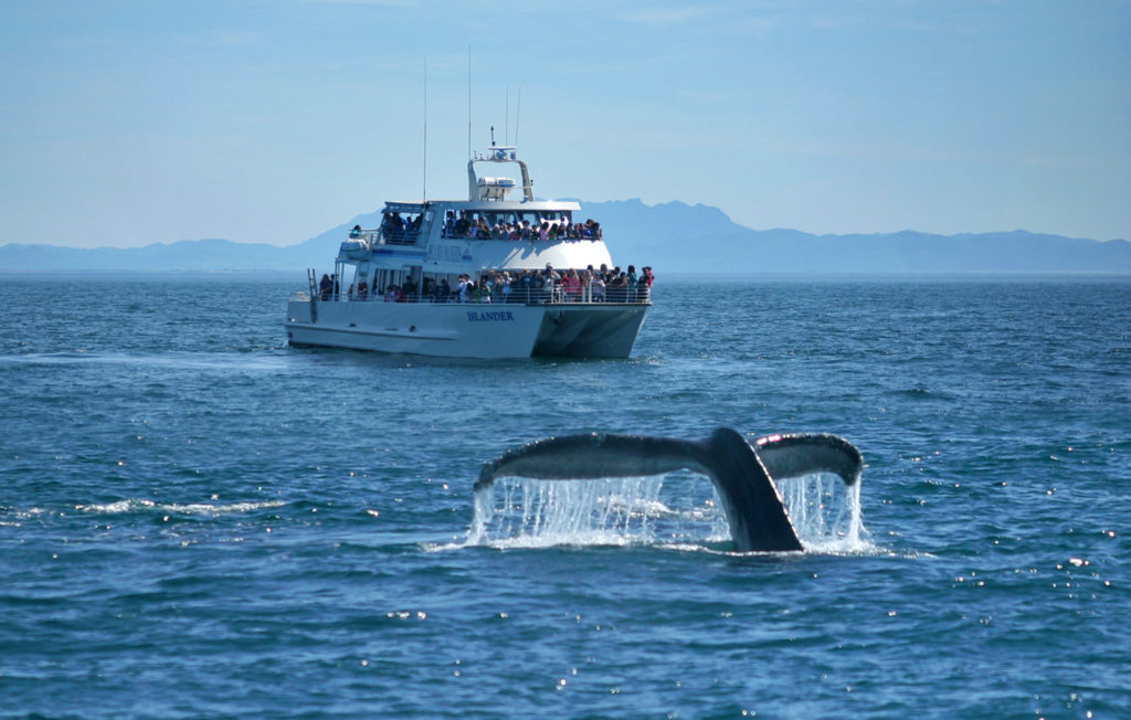 Whale Watching Season Begins in Oxnard!