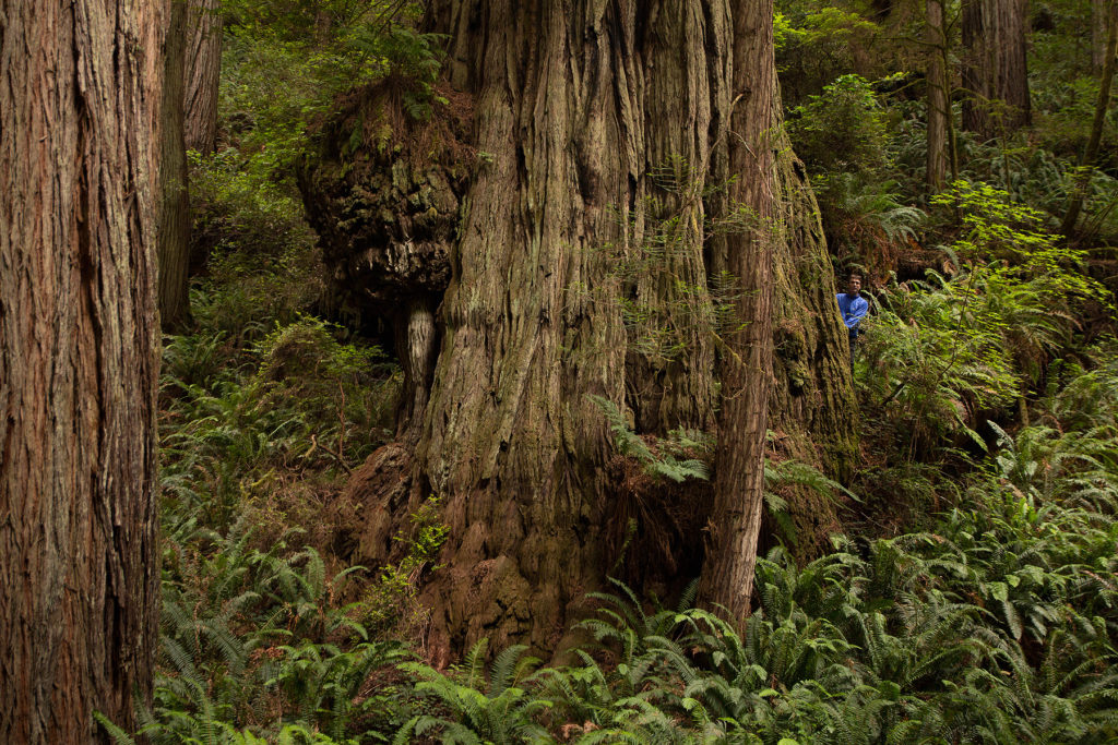 Adventure Group Announces Top Redwood Trees