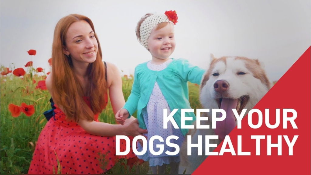 Keep Your Dogs Healthy and Support World-Class Dogs
