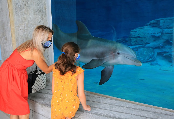 Clearwater Marine Aquarium Unveils Winter the Dolphin’s New Home