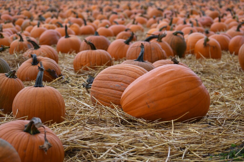 Visit These Pumpkin Patches Around Springfield, Missouri