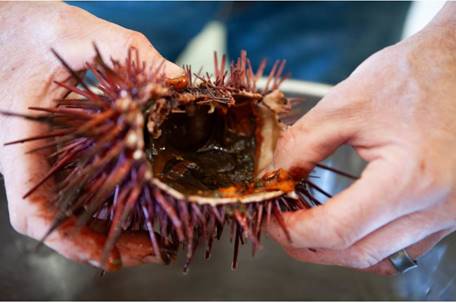 The US’ First-Ever Urchin Festival to Take Place in California in November 2021 Purple Sea Urchins and Kelp Take Center Stage on the Mendocino Coast