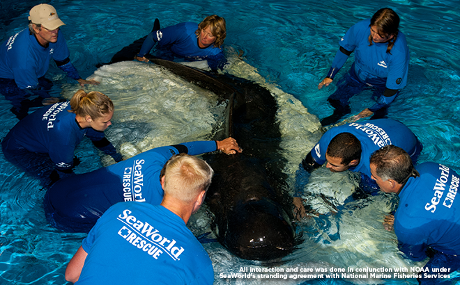 SeaWorld Celebrates Its 40,000th Animal Rescue